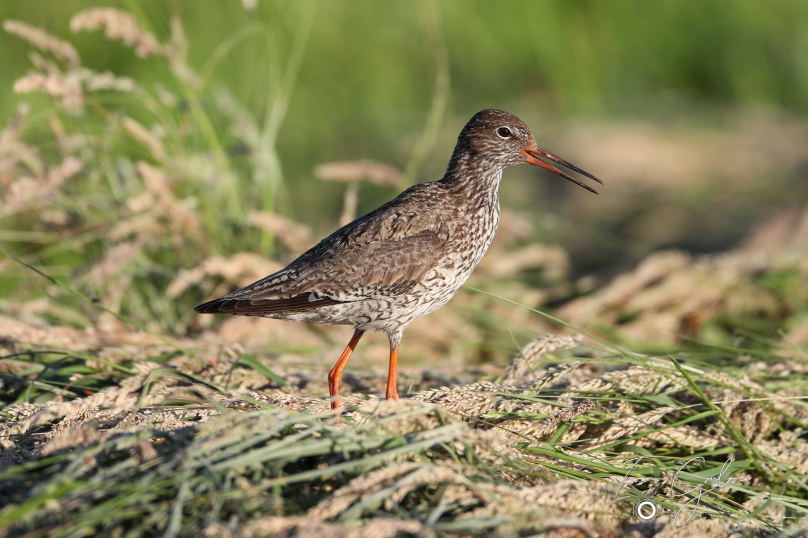 11 juni 2022 202937 1DX47042